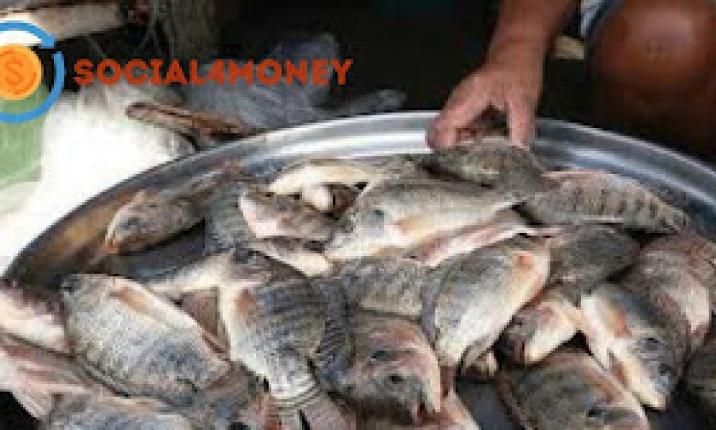 مشروع تربية الأسماك بالتفصيل و دراسة جدوي حصرية لمشروع الاستزراع السمكي