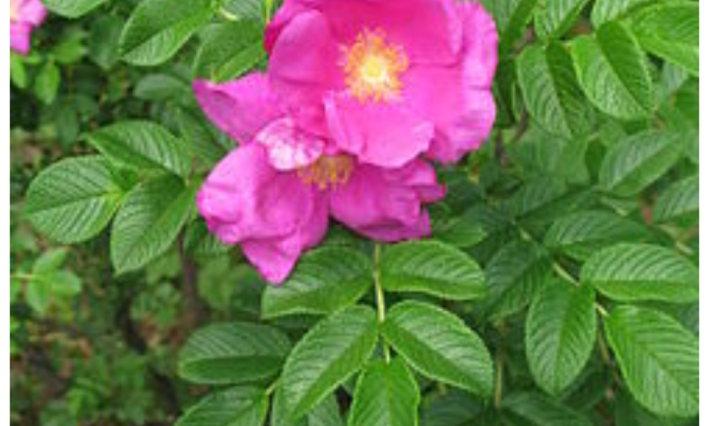 قصة حب تكسر القلوب حزنا