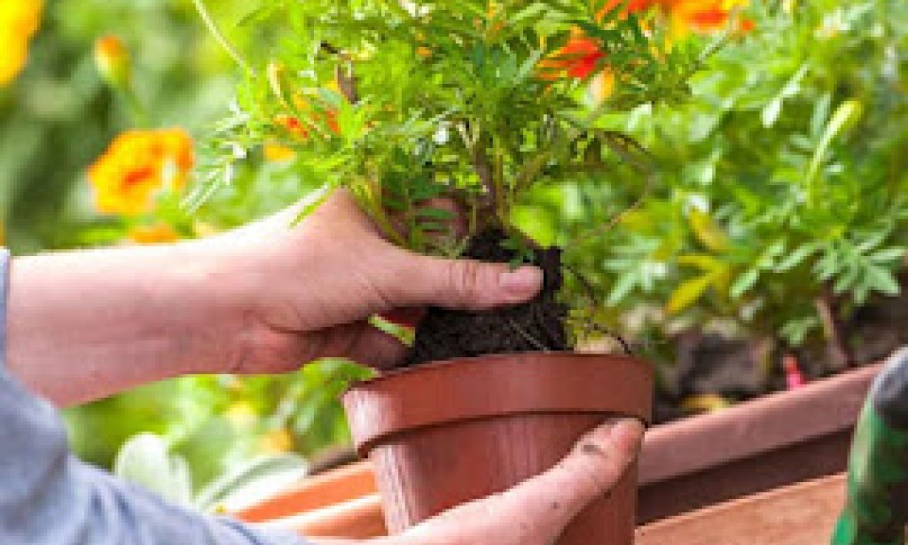 طريقة زراعة الزهور في برميل في المنزل