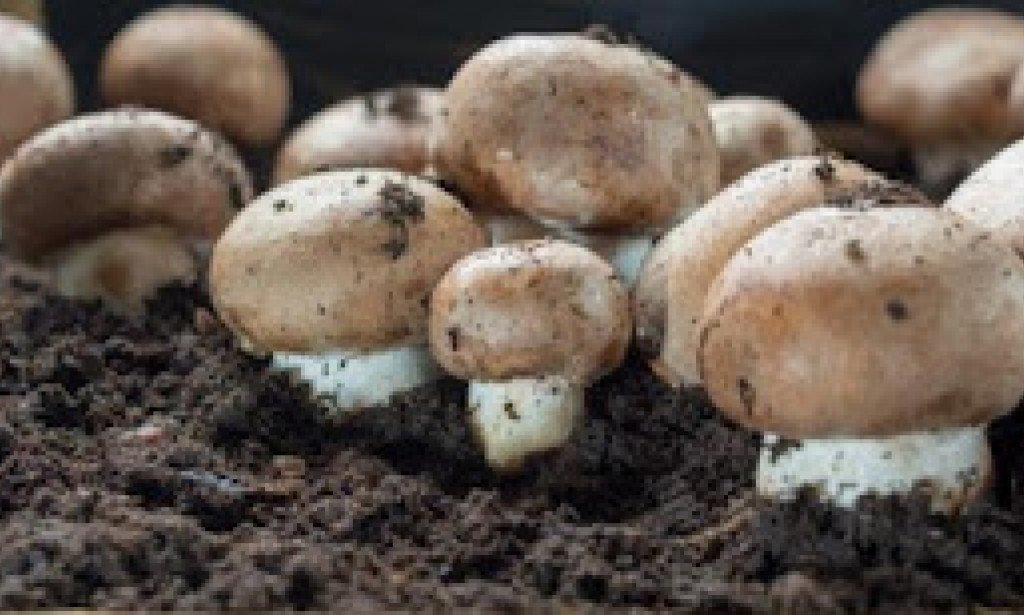 اليكم طريقه زراعة الفطر " عيش الغراب " بالتفصيل