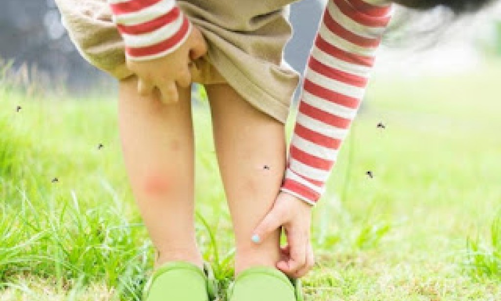 أقوي طارد البعوض الطبيعي في حديقتك