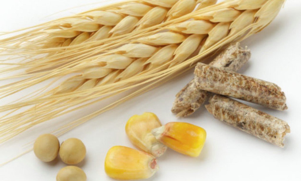 Daily International Grain Market View