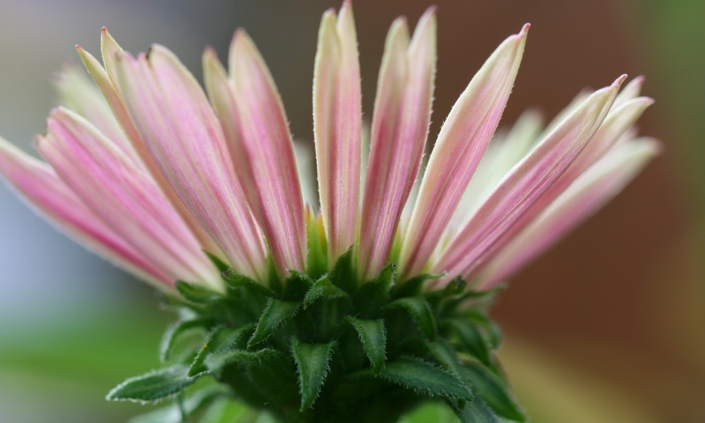 الوقود الحيوي في سوريا