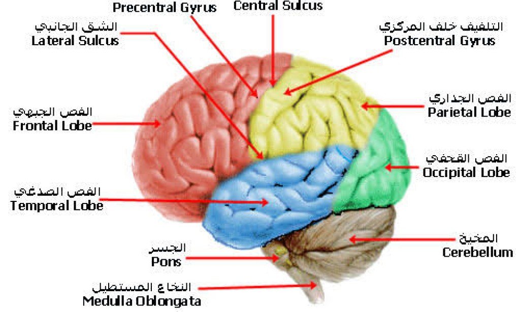 هل يفيد علم الاعصاب المعلمين ؟
