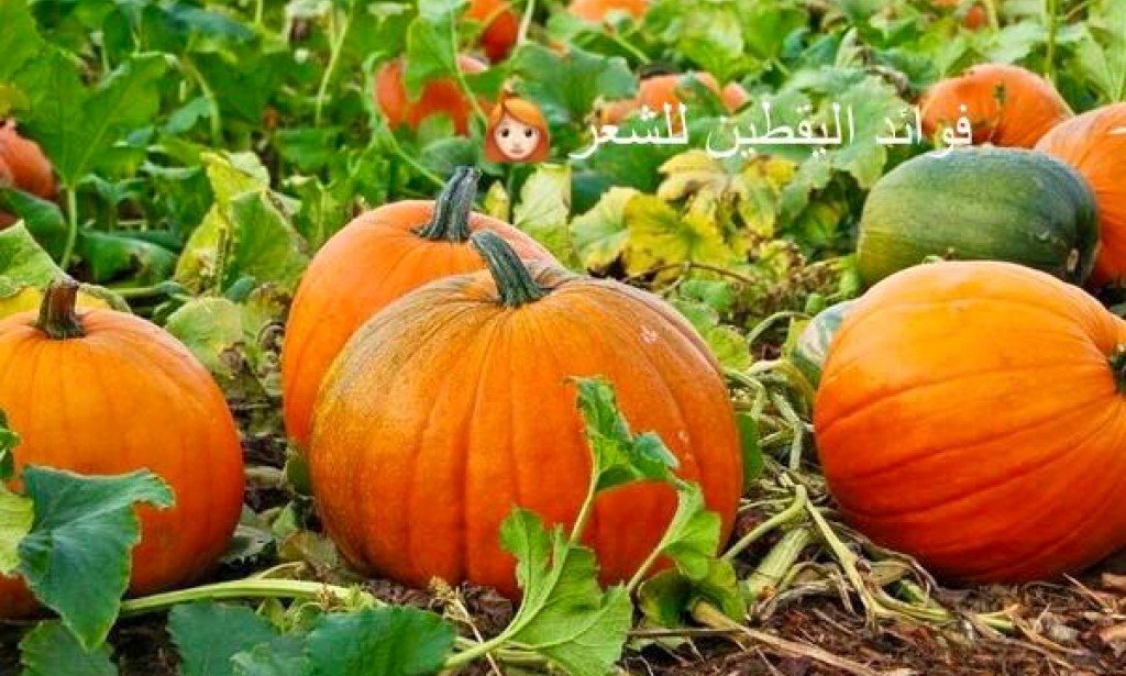 فوائد القرع للشعر