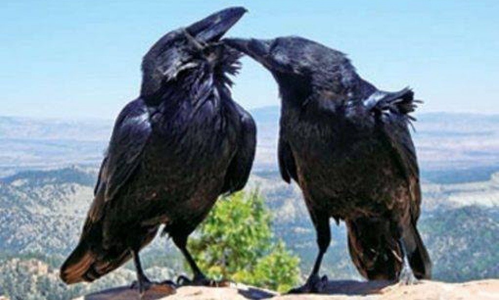 هل تعلم لماذا اختار الله الغراب ليعلم الإنسان طريقة الدفن؟ لماذا نصحنا النبى عند سماع صوته؟