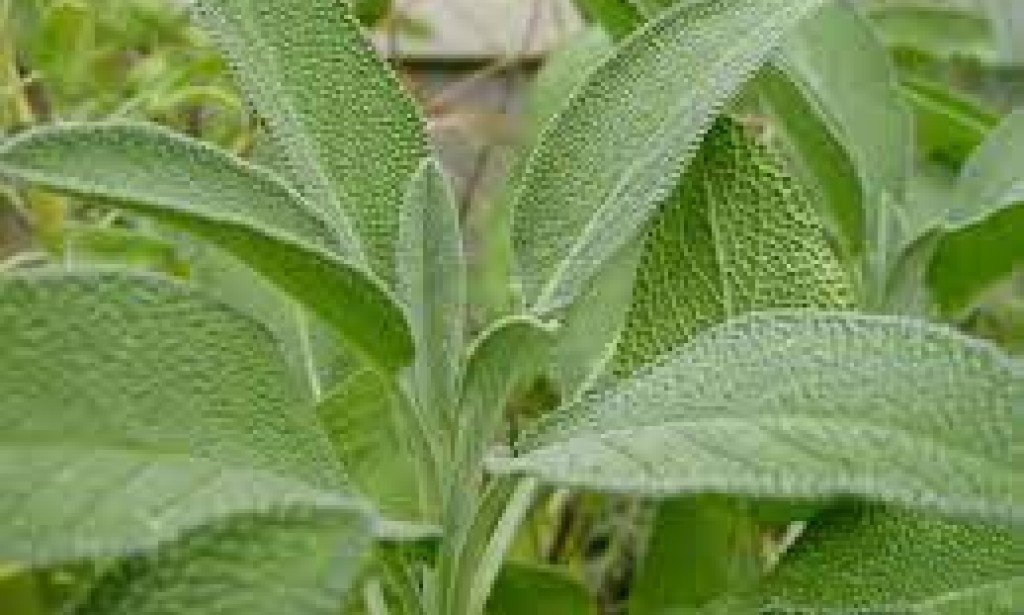 تعرف علي أسرار وفوائد المرمرية...