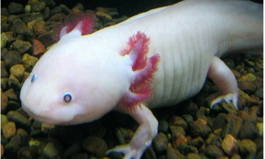 أغرب المخلوقات علي وجه الأرض