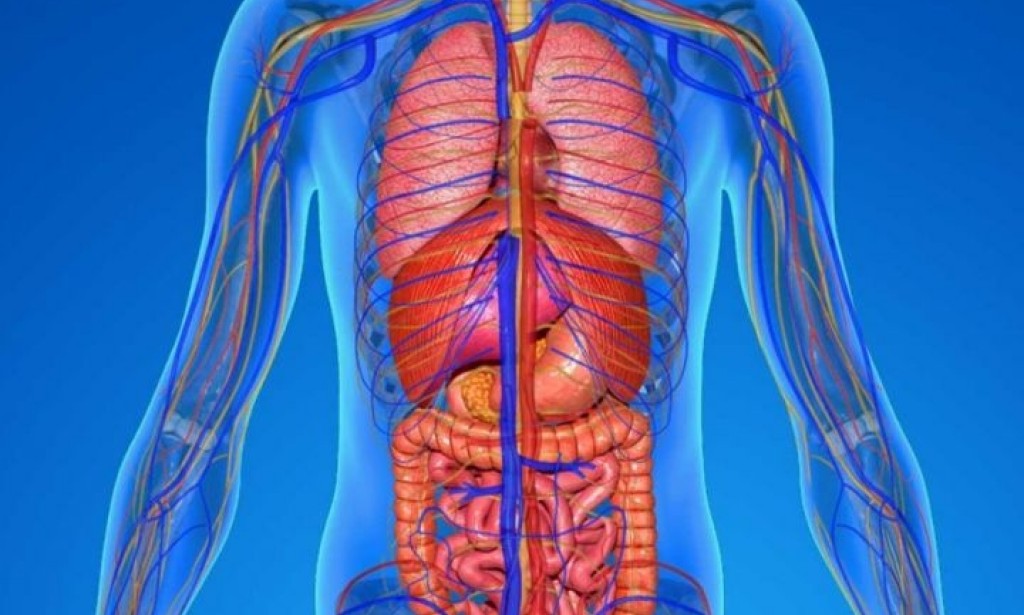 « سمكة داخل الرئة وثعبان البحر في الأمعاء ».. 6 حيوانات غريبة تعيش داخل الإنسان .. لهذا السبب 😱😱😨