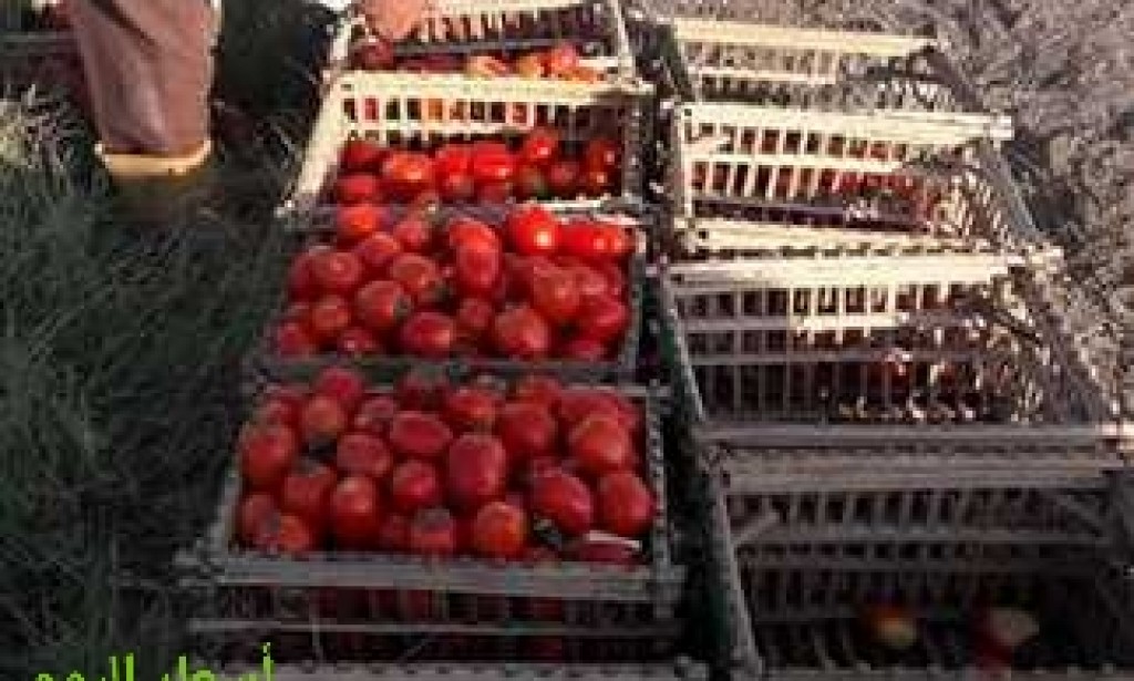 ارتفاع كبير في أسعار الطماطم وانخفاض طفيف في أسعار الخضروات