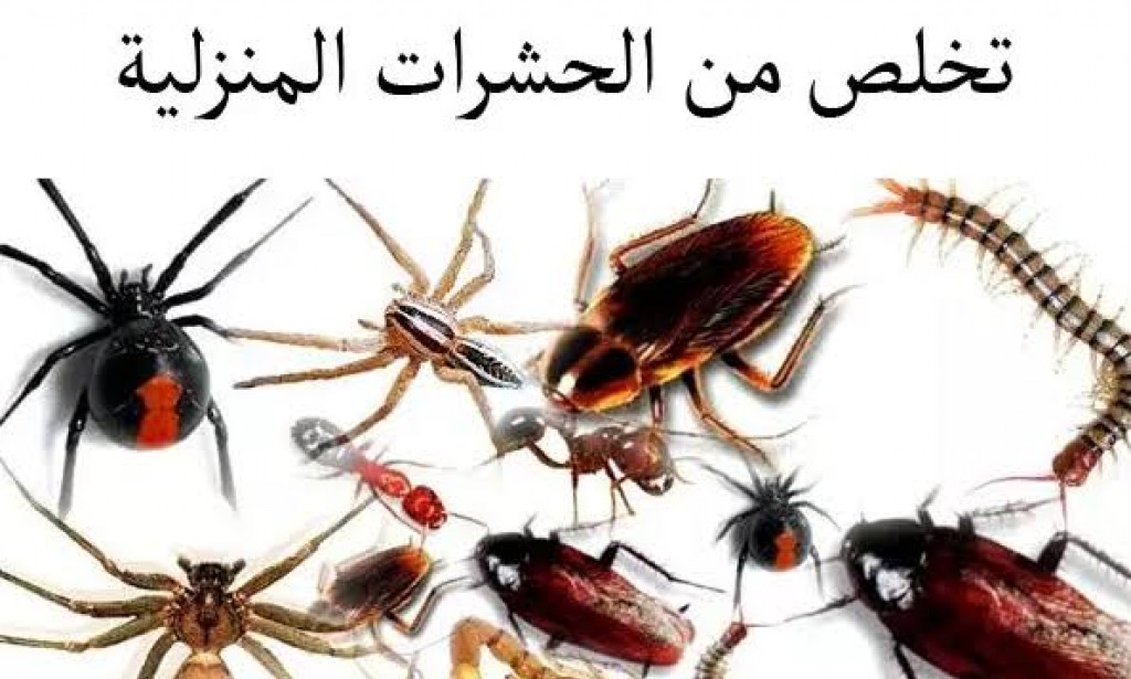 طرق القضاء علي حشرات الصيف بوصفات طبيعية