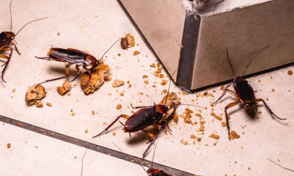 أسباب ظهور الحشرات في المنزل بكثرة