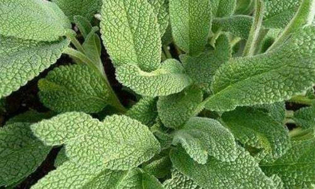 فوائد الميرمية ( العشب المقدس )