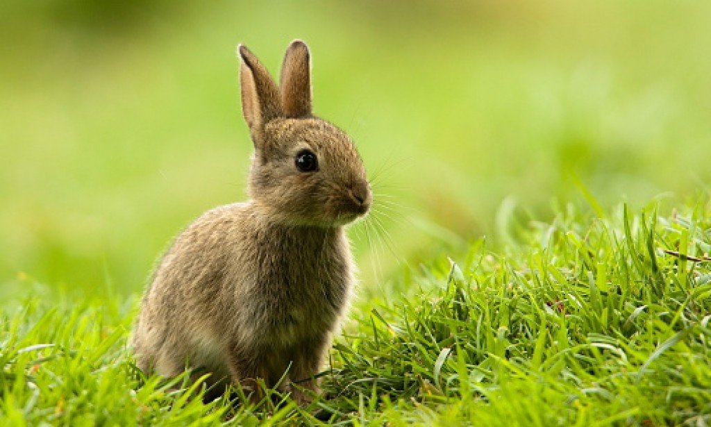 طريقة تربية الأرانب في المنزل