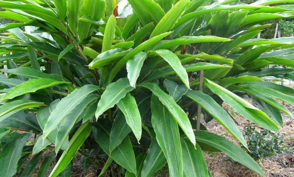 العشبة التي يبحث عنها الرجال الصغير والكبير لتحسين القدرة والباءة ومفعولها أقوي من الفياجرا ووقت اطول