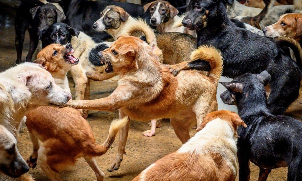 تظهر الدراسة كيف تتعرف الكلاب على لعبتهم المفضلة