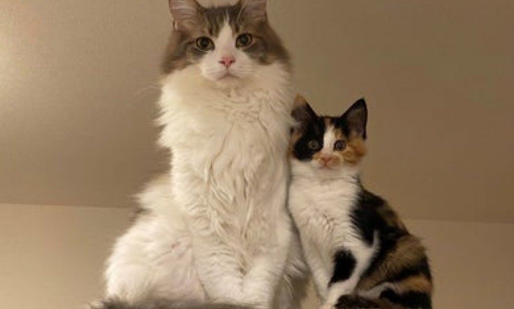 كيف تعيش القطط المنزلية في مجموعات؟