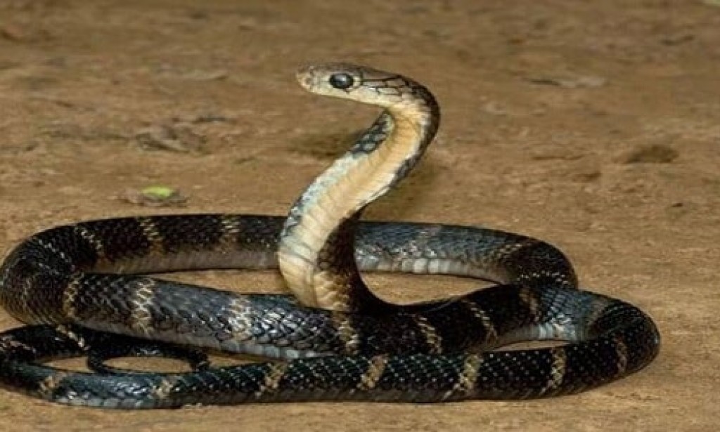 تفسير حلم الثعبان في المنام 7 تفسيرات هامة