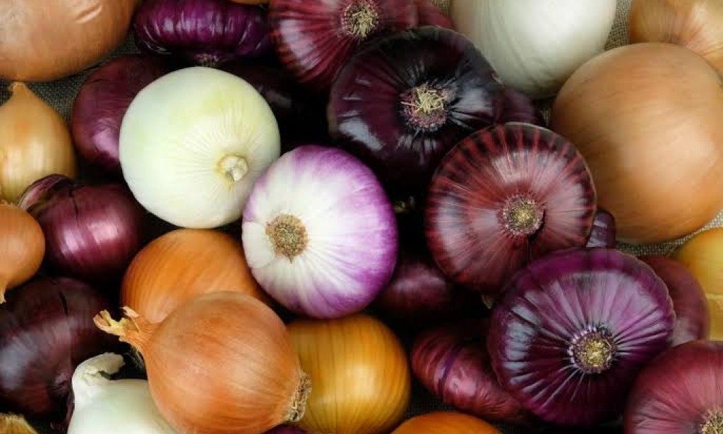 البصل وأهميته لصحة الإنسان وطريقة تفريزه
