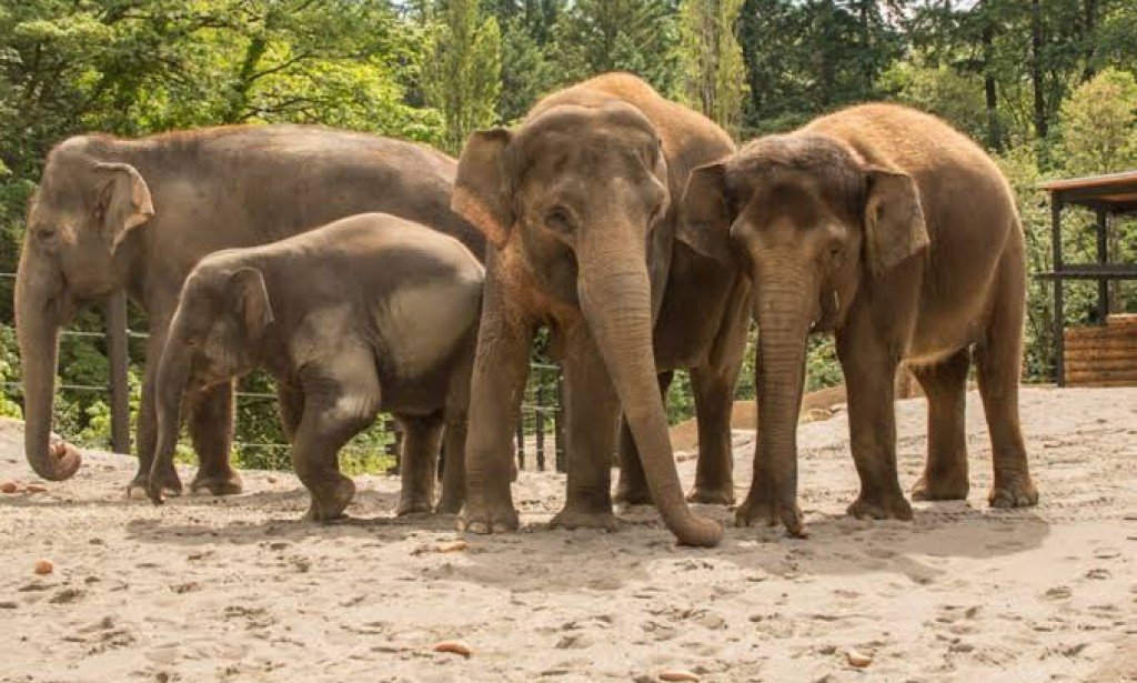 Unexpected Elephant Facts: How Human Behavior Is Similar to Elephant Behavior