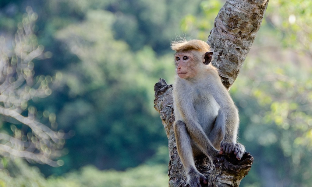 تفسير حلم رؤية قرد يحاول الهجوم للمتزوجه