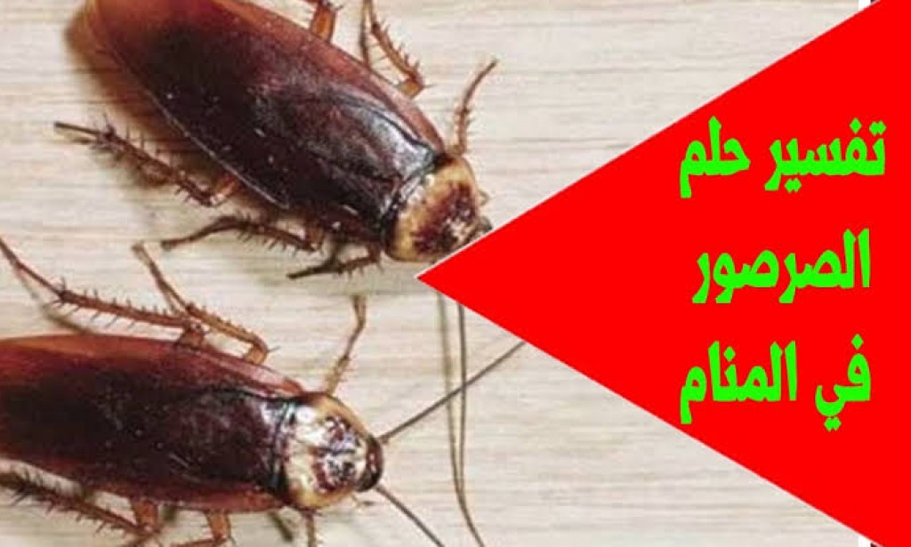 تفسير حلم الصراصير تهاجمني