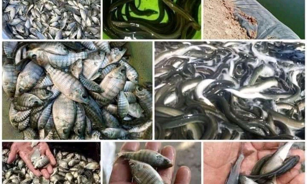 اماكن بيع زريعة السمك واسعارها في جميع محافظات مصر