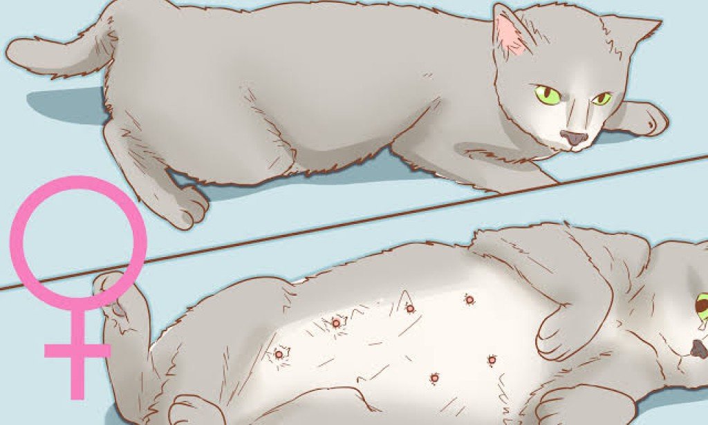 كيفية تحديد جنس القطط