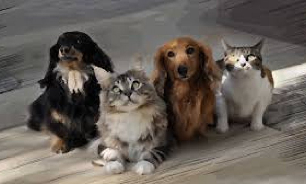 What Other Animals Have Pets? A Closer Look at Our Four-legged Friends