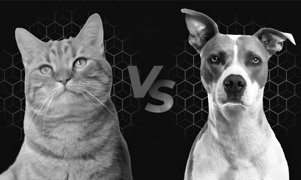 Cats vs Dogs: The Battle of the Smartest Pet