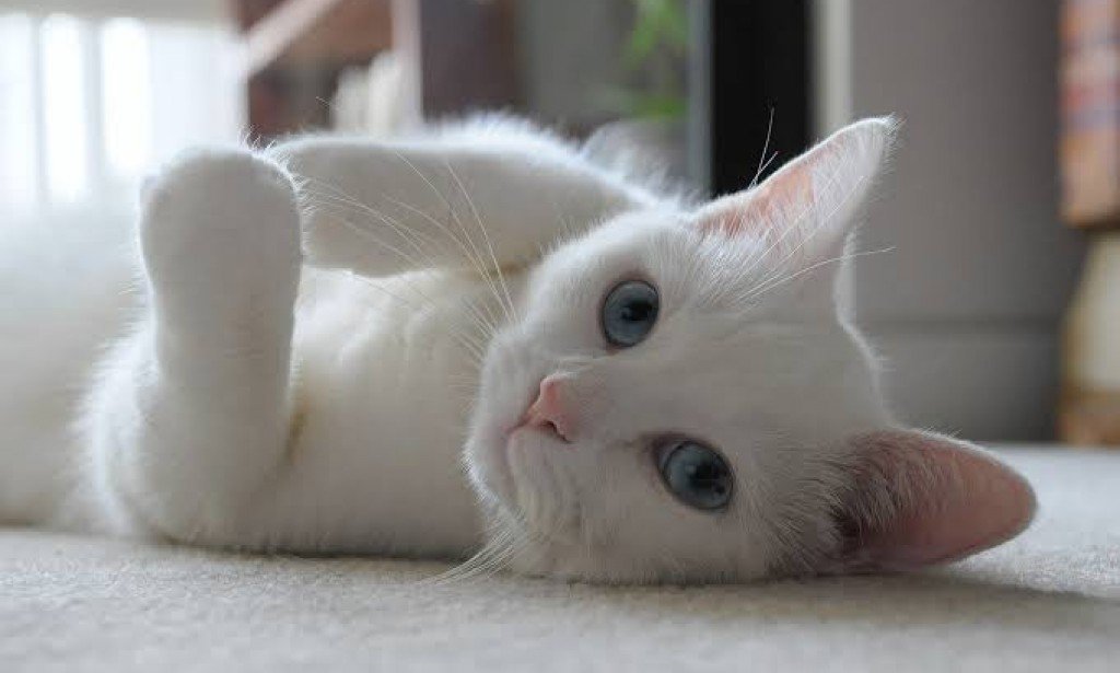 Do Any Animals Have Pets? The Surprising Truth