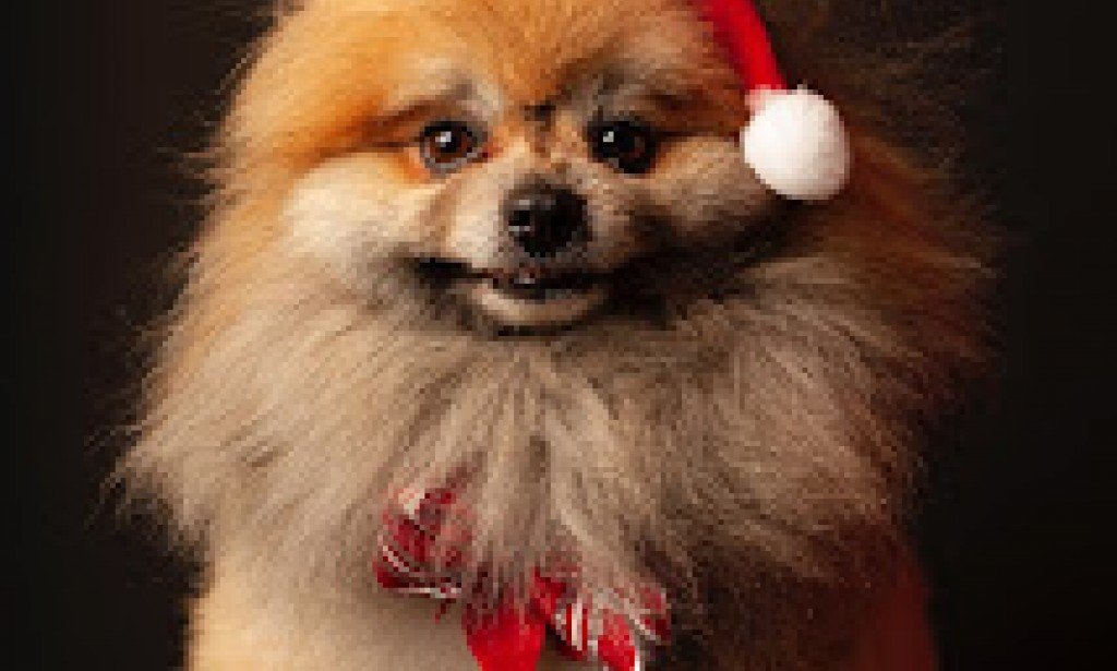 Do any animals have pets? A curious question with a surprisingly complicated answer