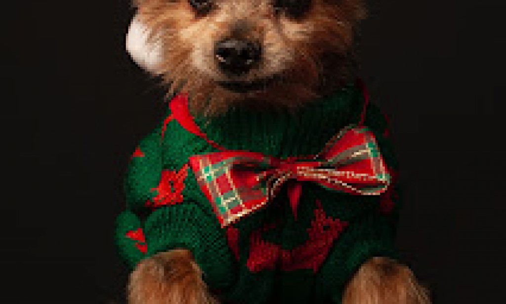 Who knew? The animals who keep pets of their own