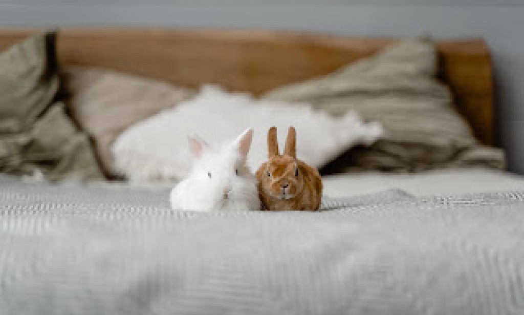 Do any animals have pets? A fascinating question with a not so simple answer