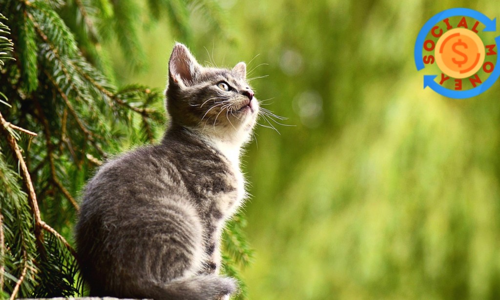 30rarely facts about cats