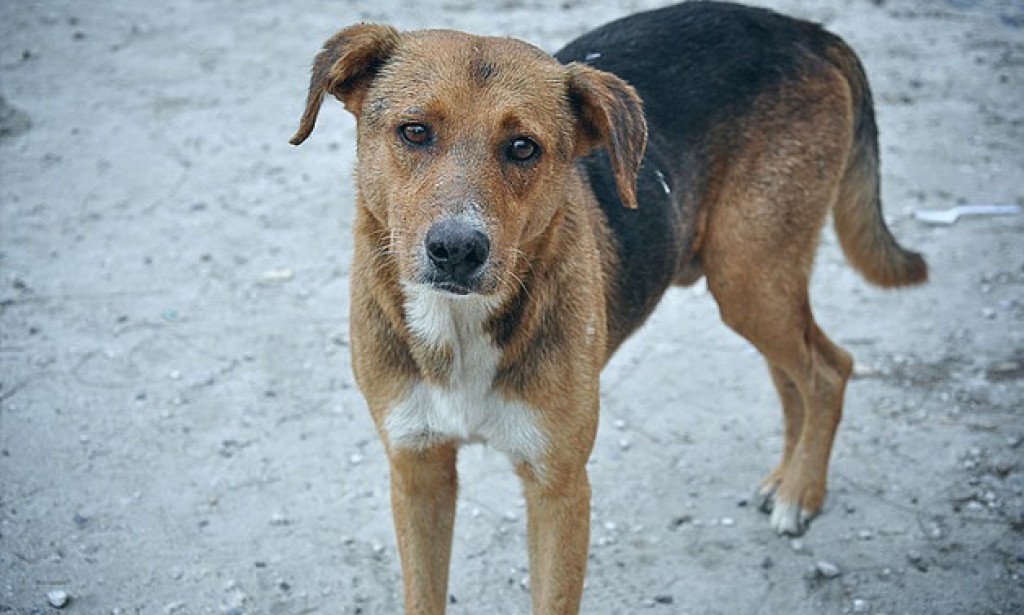 معلومات عن الكلب البلدي