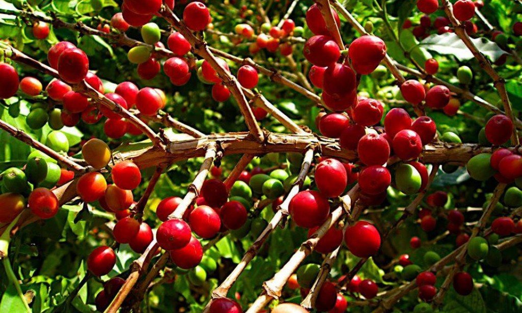 Yemeni Coffee - All you need to know about Yemeni coffee