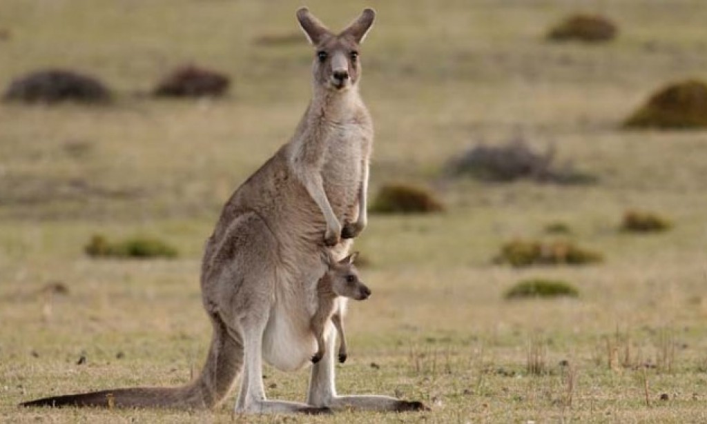 Strange and illogical myths that turn out to be true