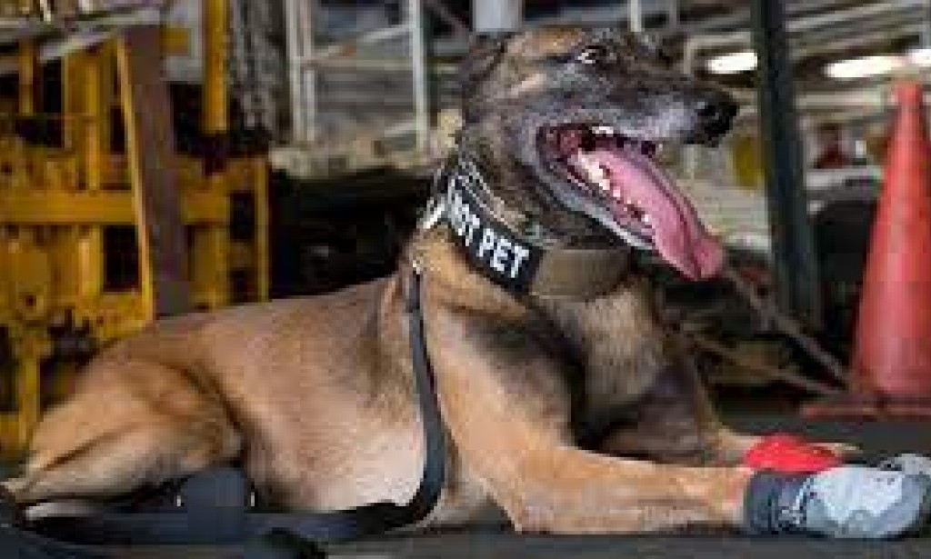 ?How to train your dog