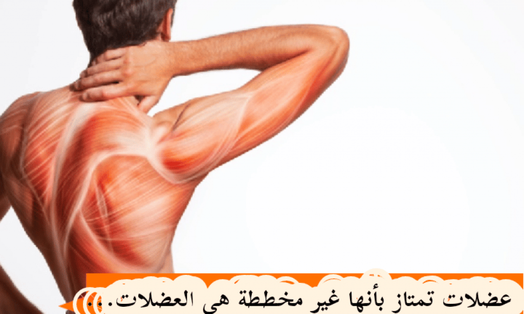 عضلات تمتاز بأنها غير مخططة هي العضلات .....