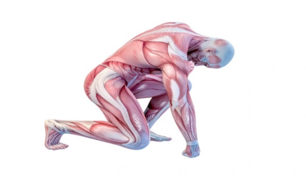 أقوى عضلة في جسم الإنسان