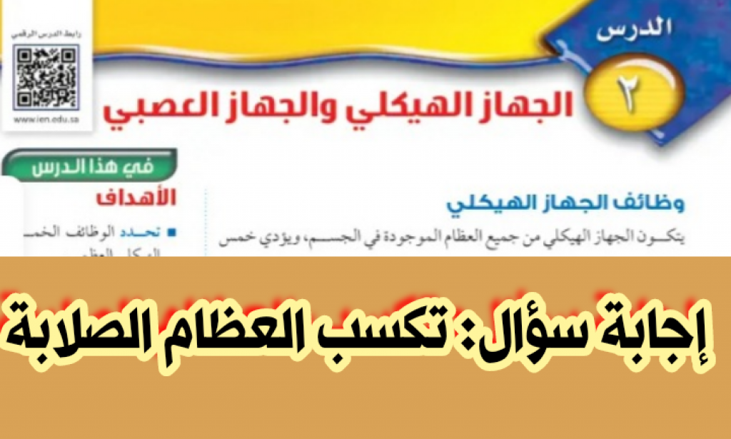 ما التي تكسب العظام الصلابة؟