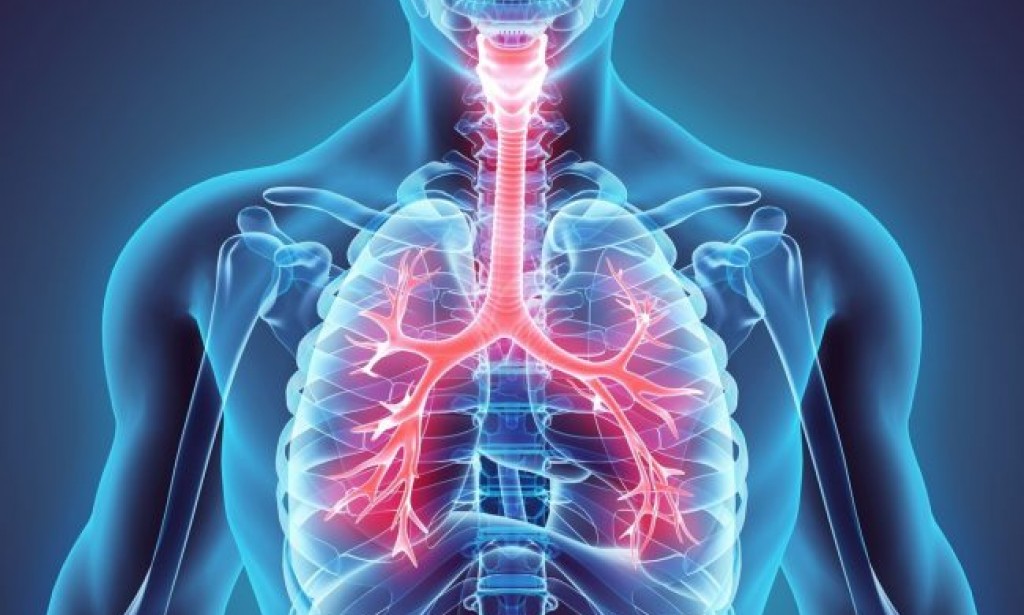 أي تركيب يحدث فيه التنفس الخارجي