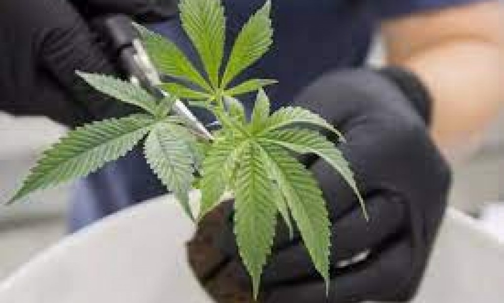 ما سبب شعور المدمن على عقار كالماريجوانا بالارتياح