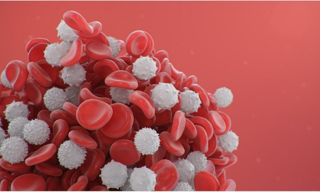 اجابة سؤال أي العبارات تنطبق على خلايا الدم الحمراء والبيضاء معًا؟