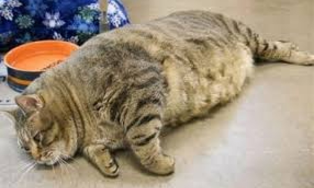 علوم حمية طعام القطط