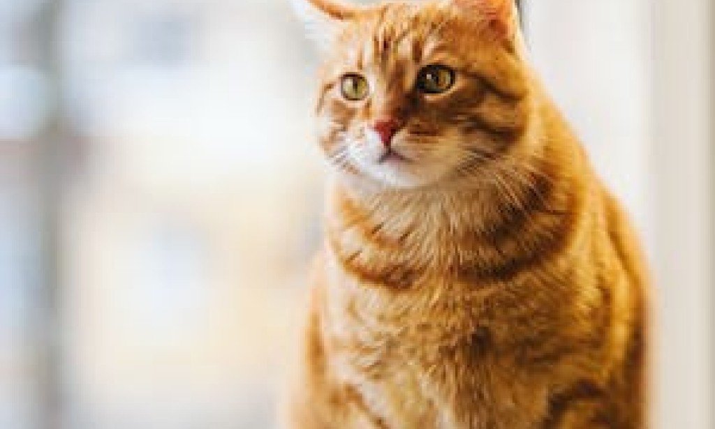 10Interesting Facts about cats that you did not know before