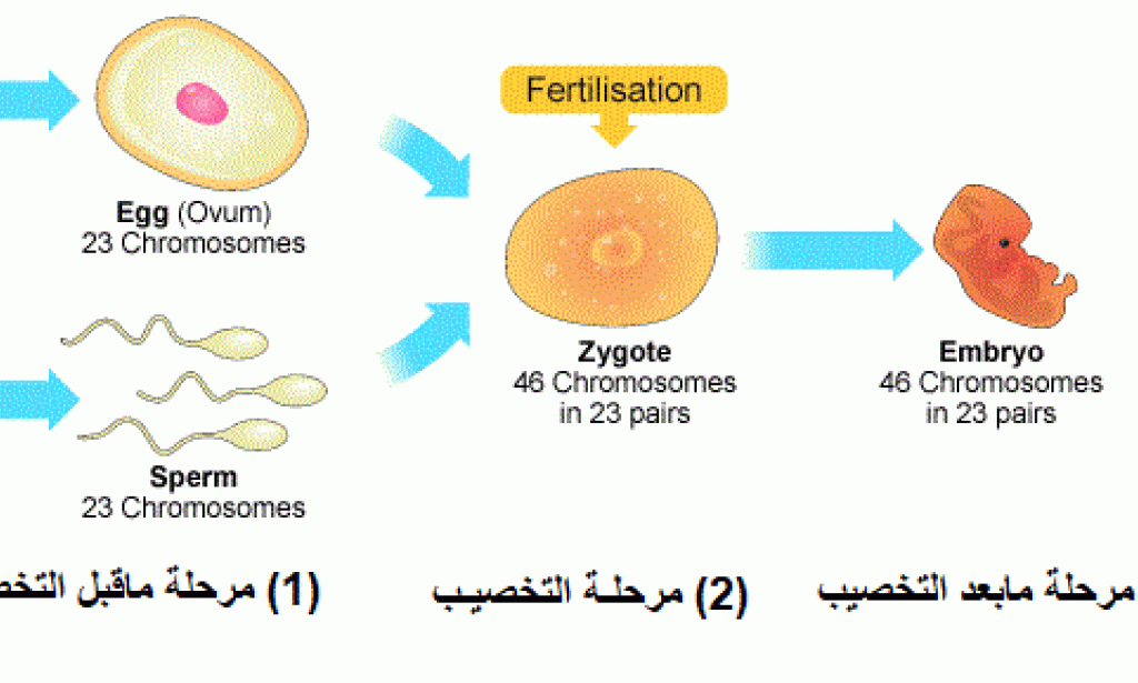 ينتج تنوع وراثي أفضل للكائنات الحية التي تتكاثر جنسيا ...