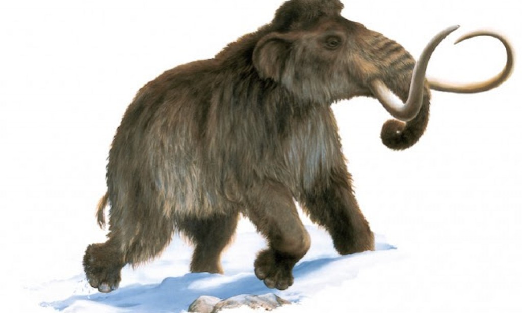 حل سؤال حيوان الماموث المنقرض حفظ في الجليد كاملًا وهو نوع من الأحافير
