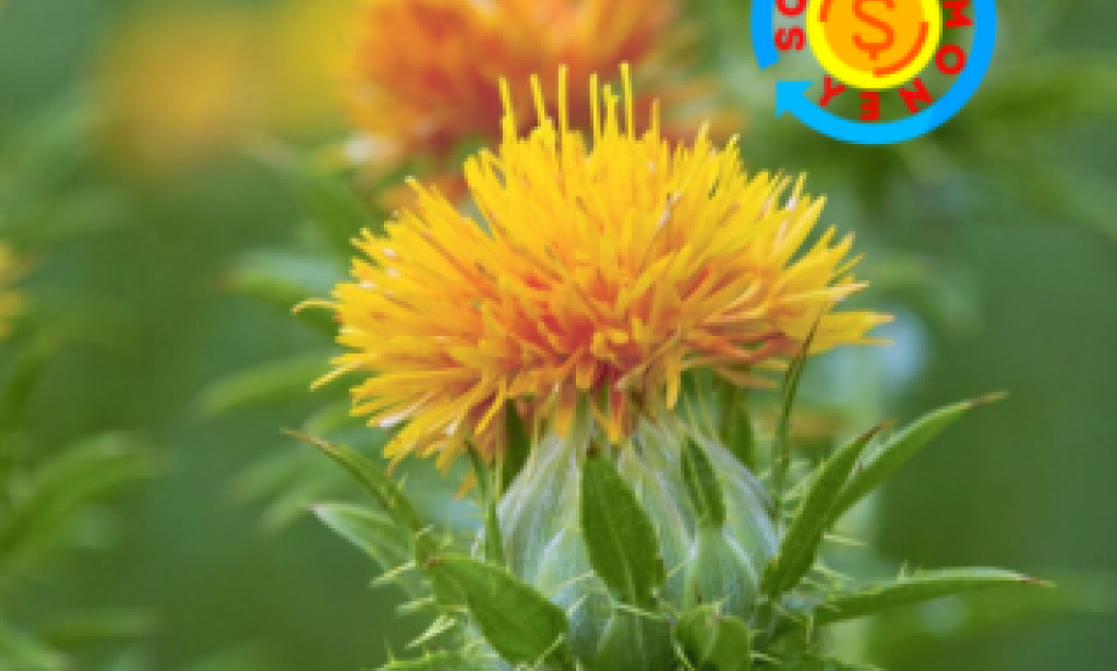 فوائد العصفر للاكتئاب؛ استعادة السعادة والتوازن النفسي